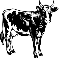 black and white cow