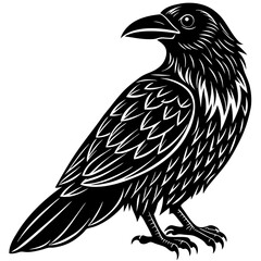 crow vector illustration
