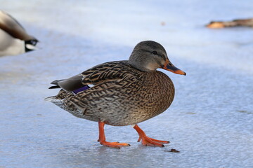 Icy Mallard