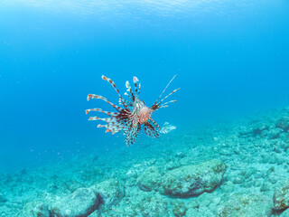 美しく大きなハナミノカサゴ（ミノカサゴ亜科）他。
英名学名：Red Lionfish (Pterois volitans)
岩場に集まる、美しいソラスズメダイ（スズメダイ科）他の群れ。
英名学名：Heavenly Damselfish (Pomacentrus coelestis)
静岡県伊豆半島賀茂郡南伊豆町中木ヒリゾ浜2024年
