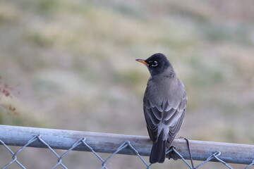 American Robin
