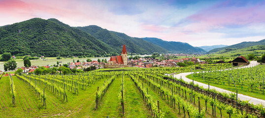 Fototapeta premium Austria Sunrise in Vineyards landscape near Weissenkirchen village - Wachau