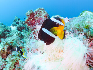 高海水温が続いているのでサンゴの白化現象が起きている。
美しいイソギンチャク畑の可愛いクマノミ（クマノミ亜科）ペア、ミツボシクロスズメダイ（スズメダイ科）他の群れ。
英名学名：
Yellowtail clownfish (Amphiprion clarkii)
Threespot dascyllus (Dascyllus trimaculatus) 
静岡県伊豆半島賀茂郡南伊豆町中木ヒリゾ浜
