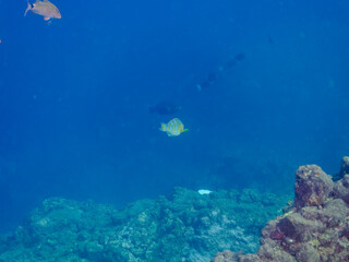 美しいヒブダイ（ブダイ科）、ニザダイ（ニザダイ科）他の群れ。
英名学名：BlueBlue-barred parrotfish (Scarus ghobban)
Sawtail (Prionurus scalprum)
静岡県伊豆半島賀茂郡南伊豆町中木ヒリゾ浜2024年
