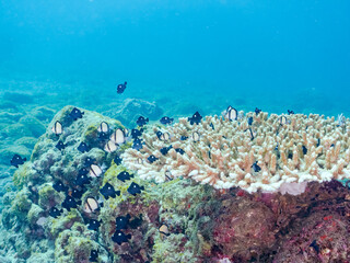 サンゴの白化現象
テーブルサンゴのフタスジリュウキュウスズメダイ、ミツボシクロスズメダイ、ヤリカタギ幼魚他
英名学名：Reticulated Dascyllus,Dascyllus reticulatus
Chevron Butterflyfish,Chaetodon trifascialis
Threespot dascyllus,Dascyllus trimaculatus
南伊豆中木ヒリゾ浜