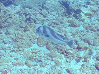 Obraz premium 大きく美しいコショウダイ（イサキ科）他。 英名学名：Crescent sweetlips (Plectorhinchus cinctus) 静岡県伊豆半島賀茂郡南伊豆町中木ヒリゾ浜2024年 