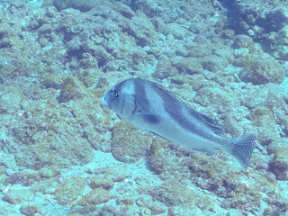 大きく美しいコショウダイ（イサキ科）他。
英名学名：Crescent sweetlips...