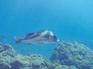 Fototapeta premium 大きく美しいコショウダイ（イサキ科）他。 英名学名：Crescent sweetlips (Plectorhinchus cinctus) 静岡県伊豆半島賀茂郡南伊豆町中木ヒリゾ浜2024年 
