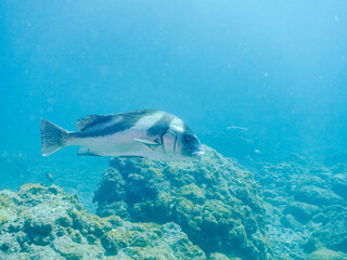 Fototapeta premium 大きく美しいコショウダイ（イサキ科）他。 英名学名：Crescent sweetlips (Plectorhinchus cinctus) 静岡県伊豆半島賀茂郡南伊豆町中木ヒリゾ浜2024年 