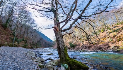 Solitary Beauty: A Bare Tree by a Flowing Stream in the Forest