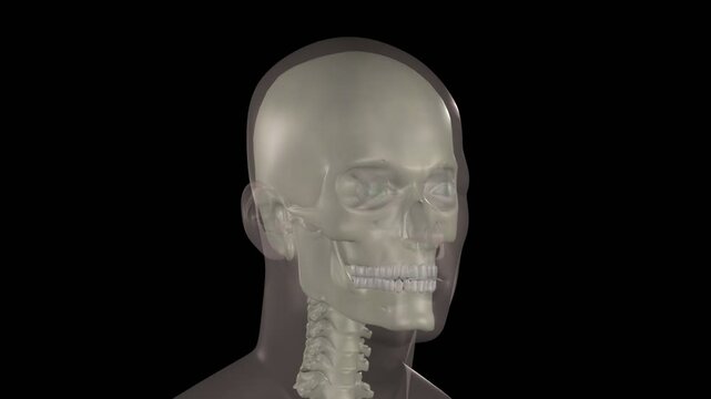 Die Anatomie des menschlichen Kopfes
