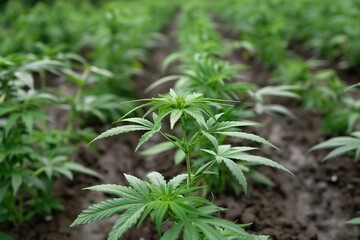 Close-up of healthy young cannabis plants in a field.