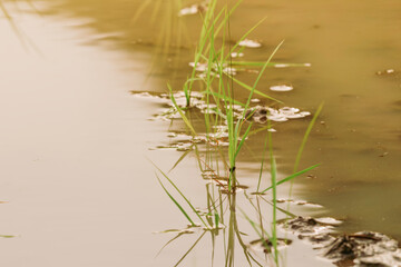 young rice plants in the sunlight rice fields