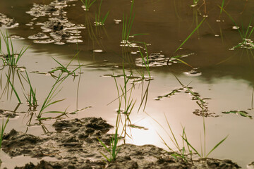 young rice plants in the sunlight rice fields