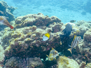 美しいトゲチョウチョウウオ（チョウチョウオ科）他。
英名学名：Threadfin Butterflyfish (Chaetodon Auriga)
静岡県伊豆半島賀茂郡南伊豆町中木ヒリゾ浜2024年
