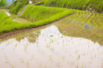 Terraced rice fields in Japan rural