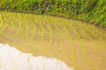 beautiful rice plants in paddy field	
