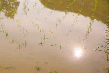 beautiful rice plants in paddy field	
