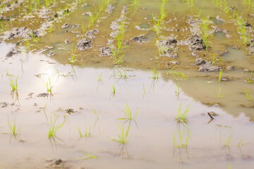 beautiful rice plants in paddy field	
