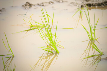 young rice plants in the sunlight rice fields