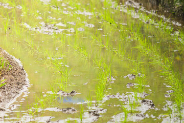 young rice plants in the sunlight rice fields