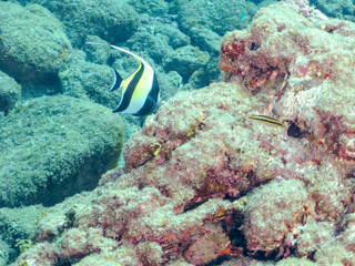 美しいツノダシ（ツノダシ科）の小群。
英名学名：Moorish Idol (Zanclus cornutus)
静岡県伊豆半島賀茂郡南伊豆町中木ヒリゾ浜2024年
