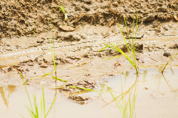 young rice plants in the sunlight rice fields