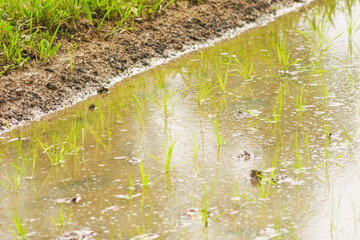 beautiful rice plants in paddy field	
