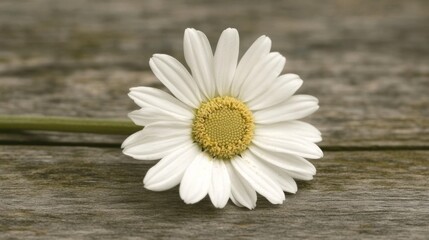 Obraz premium Single white daisy on rustic wooden surface.
