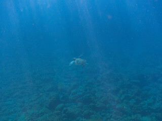 ゆったり泳ぐ美しく大きなアオウミガメ（ウミガメ科）。
英名学名：green sea turtle (Chelonia mydas)
静岡県伊豆半島賀茂郡南伊豆町中木ヒリゾ浜2024年
