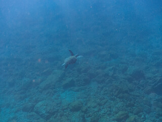 Fototapeta premium ゆったり泳ぐ美しく大きなアオウミガメ（ウミガメ科）。 英名学名：green sea turtle (Chelonia mydas) 静岡県伊豆半島賀茂郡南伊豆町中木ヒリゾ浜2024年 