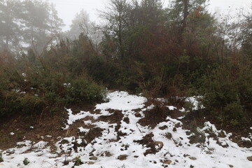 Snowy forest landscape. High quality photo