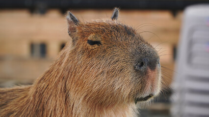 Portrait of a capybara in the sunshine