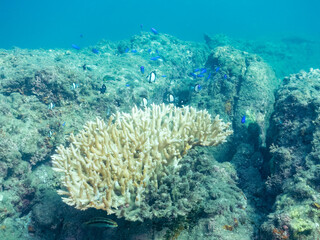 サンゴの白化現象
テーブルサンゴのフタスジリュウキュウスズメダイ、ミツボシクロスズメダイ幼魚、ソラスズメダイ他
英名学名：Chevron Butterflyfish,Chaetodon trifascialis
Threespot dascyllus,Dascyllus trimaculatus
Heavenly Damselfish, Pomacentrus coelestis
中木ヒリゾ浜
