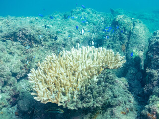 サンゴの白化現象
テーブルサンゴのフタスジリュウキュウスズメダイ、ミツボシクロスズメダイ幼魚、ソラスズメダイ他
英名学名：Chevron Butterflyfish,Chaetodon trifascialis
Threespot dascyllus,Dascyllus trimaculatus
Heavenly Damselfish, Pomacentrus coelestis
中木ヒリゾ浜
