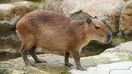 Portrait of a capybara in the sunshine