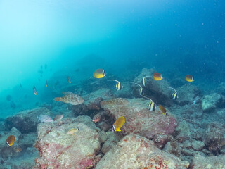 水中洞窟にいる、美しいツノダシ、ホウライヒメジ、ニザダイ、チョウチョウウオ他の群れ。
英名学名：Moorish Idol, Zanclus cornutus
Sawtail, Prionurus scalprum
Oriental ButterflyFish, Chaetodon aurites
静岡県伊豆半島賀茂郡南伊豆町中木ヒリゾ浜2024年