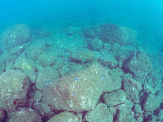 岩場に集まる美しいロクセンフエダイ（フエダイ科）、ソラスズメダイ（スズメダイ科）他の群れ。
英名学名：Five-lined snapper (Lutjanus quinquelineatus) 
Heavenly Damselfish (Pomacentrus coelestis)
静岡県伊豆半島賀茂郡南伊豆町中木ヒリゾ浜2024年
