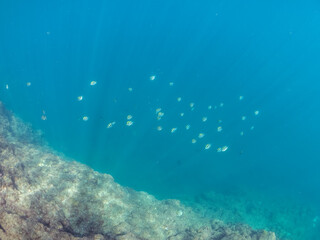 水面を泳ぐ,
可愛いオヤビッチャ（スズメダイ科）他の幼魚の群れ
英名学名：Sergeant Major (Abudefduf vaigiensis)
静岡県伊豆半島賀茂郡南伊豆町中木ヒリゾ浜2024年
