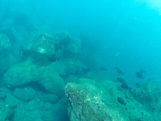 美しいアオブダイ（ブダイ科）、ニセカンランハギ、ニザダイ（ニザダイ科）、メジナ（イスズミ科）他の群れ。
英名学名：Pencil surgeonfish (Acanthurus dussumieri), Sawtail (Prionurus scalprum), Largescale Blackfish, Girella punctata
静岡県伊豆半島賀茂郡南伊豆町中木ヒリゾ浜2024年
