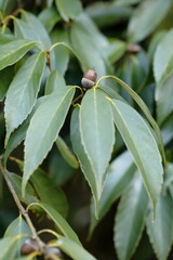 樹に実ったどんぐり