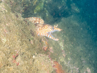 水中洞窟にいる、
大きく美しいトラウツボ（ウツボ科）。
英名学名：Dragon Moray (Enchelycore pardalis)
静岡県伊豆半島賀茂郡南伊豆町中木ヒリゾ浜2024年
