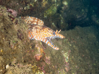 水中洞窟にいる、
大きく美しいトラウツボ（ウツボ科）。
英名学名：Dragon Moray (Enchelycore pardalis)
静岡県伊豆半島賀茂郡南伊豆町中木ヒリゾ浜2024年
