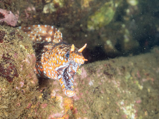 水中洞窟にいる、
大きく美しいトラウツボ（ウツボ科）。
英名学名：Dragon Moray (Enchelycore pardalis)
静岡県伊豆半島賀茂郡南伊豆町中木ヒリゾ浜2024年
