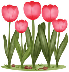 tulips