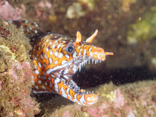 水中洞窟にいる、
大きく美しいトラウツボ（ウツボ科）。
英名学名：Dragon Moray (Enchelycore pardalis)
静岡県伊豆半島賀茂郡南伊豆町中木ヒリゾ浜2024年
