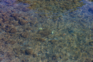 港の水面から見る.
美しいツノダシ（ツノダシ科）の小群。
英名学名：Moorish Idol (Zanclus cornutus)
静岡県伊豆半島賀茂郡南伊豆町中木ヒリゾ浜2024年
