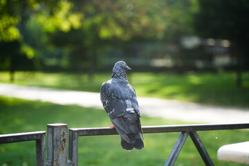 Pigeon perched on a railing overlooking a sunlit park path in the afternoon light