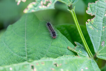 Fuzzy Caterpillar Eating Bean Plant Leaves