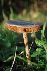 mushrooms in the forest